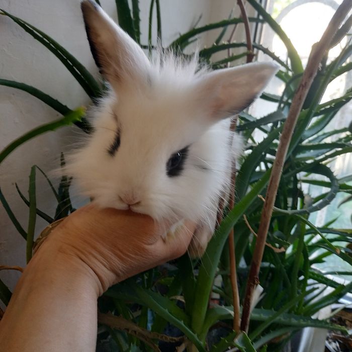 Міні кролики декоративні кролі домашні крольчата клетка