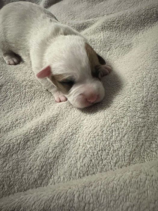 Цуценята джек расела