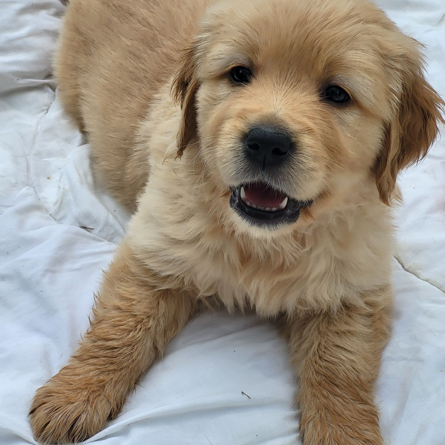 Golden retriever pies samiec 4 pokoleniowy rodowód badania