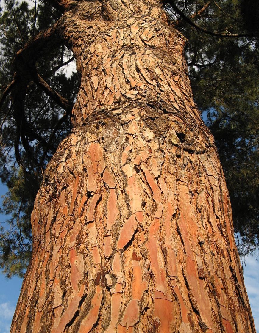 (50xUn.) Pinheiro Manso - Stone Pine (Pinus pinea)