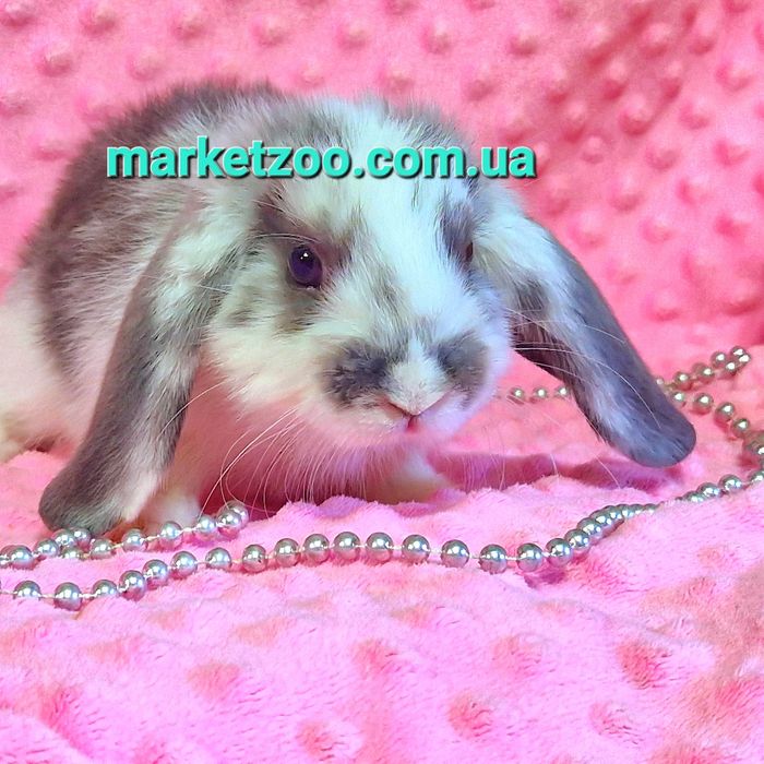 Мини мiнi кролик,карликовые кролики,карликовi,вислоухий баранчик lop