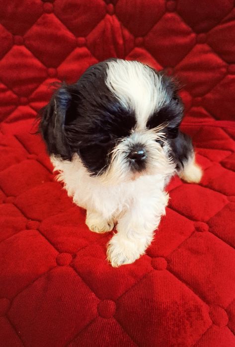 Śliczne Pieski Shih-tzu