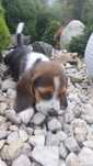 Beagle trikolor aktualne