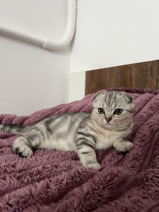 Пурпуровий котик Шотландської породи