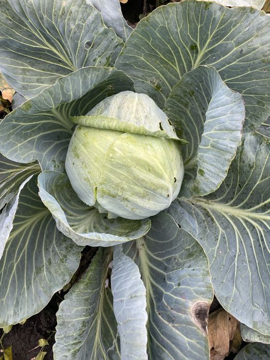 Продам капусту (є обєм)