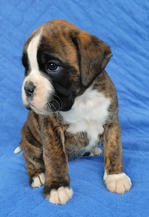 Bokser suczki gotowe do zmiany domu