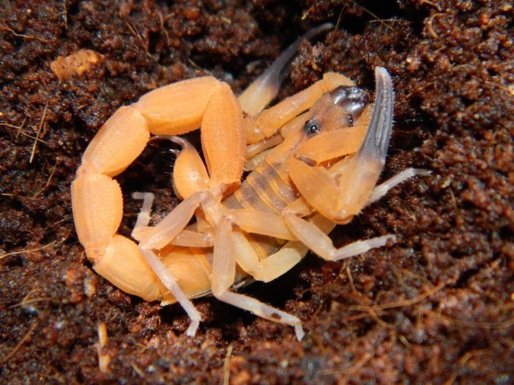 Skorpion Babycurus jacksoni L4 i inne skorpiony