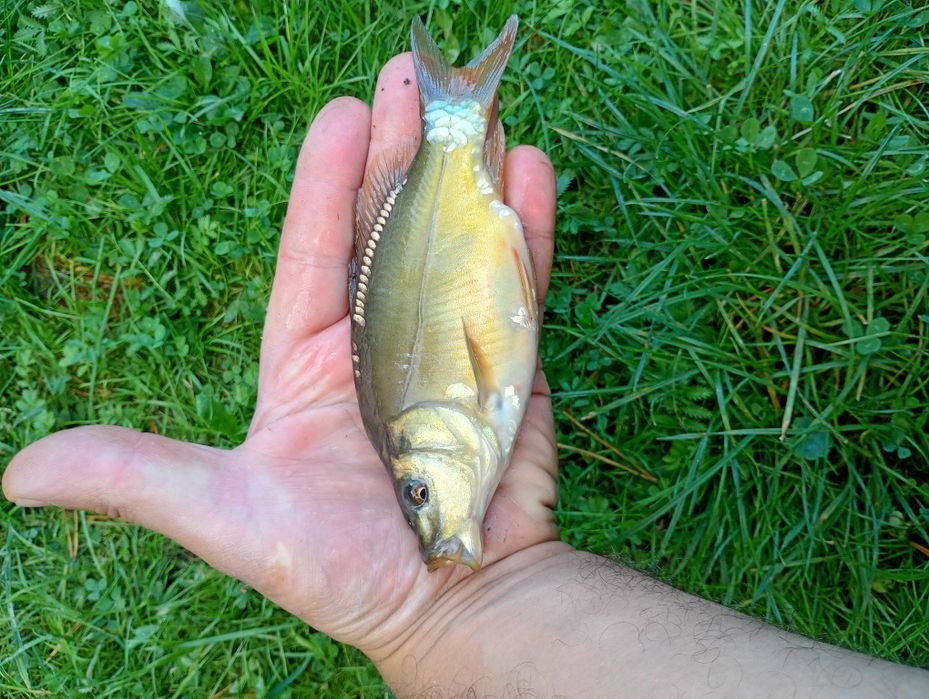 Karp narybek 20zl kg