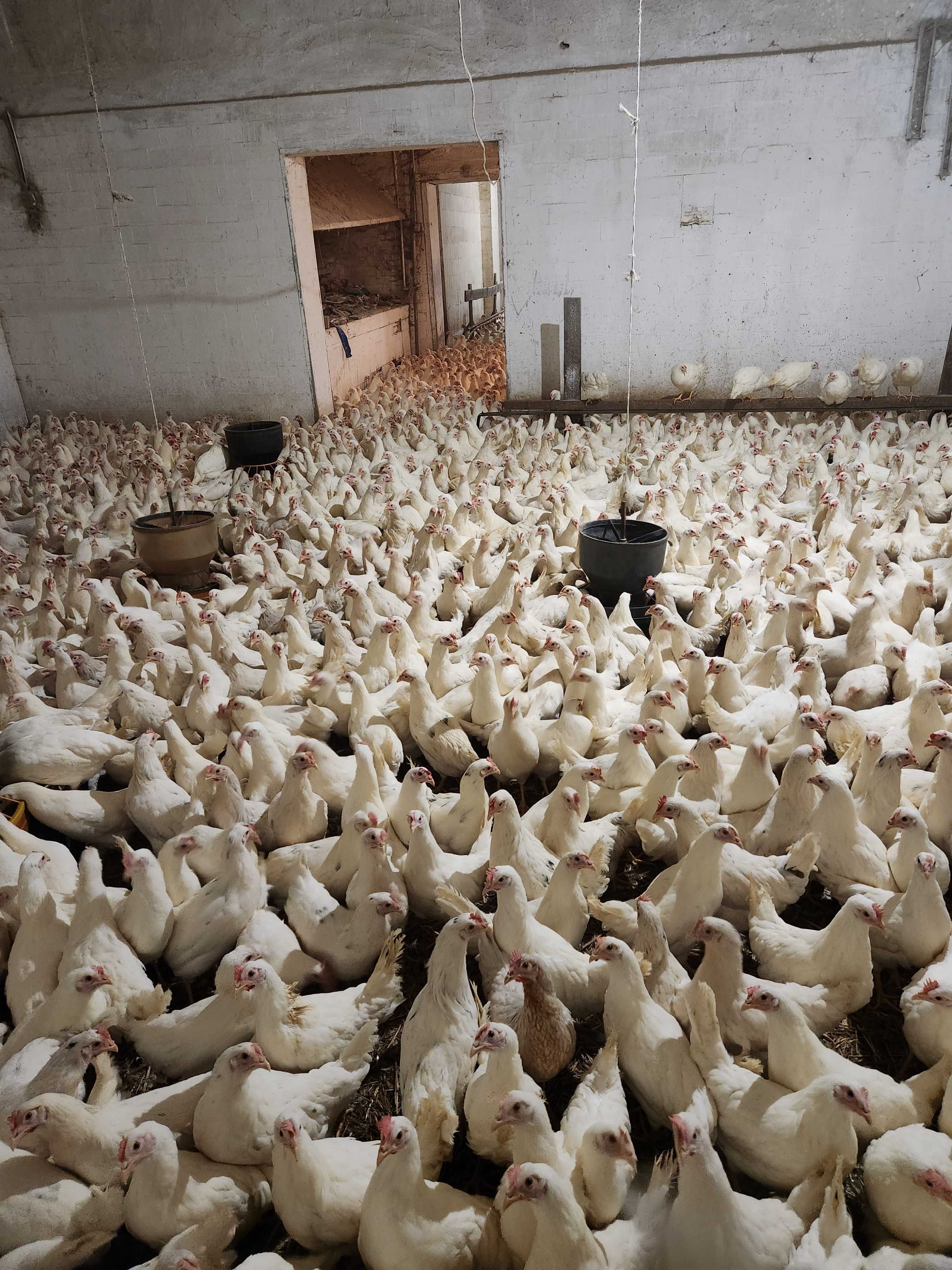 KURY z wolnego wybiegu ! NIOSKI rasy Messa Rossa Leghorn ! Dowóz !