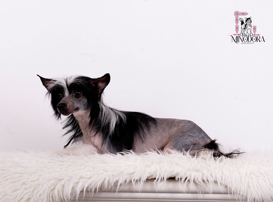 Восхитительные КХС - для Ценителей Породы!