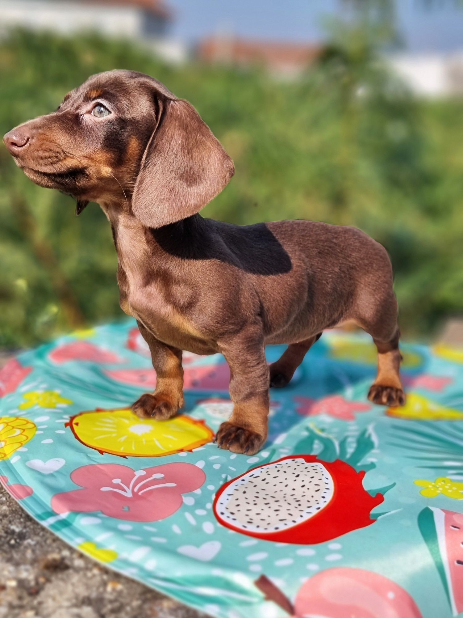 Fabulosa!! Teckel Miniatura Fêmea