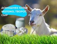 Продам козье молоко