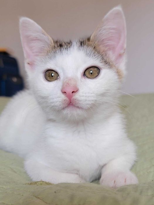 Kto pokocha Maję? Adoptuj!
