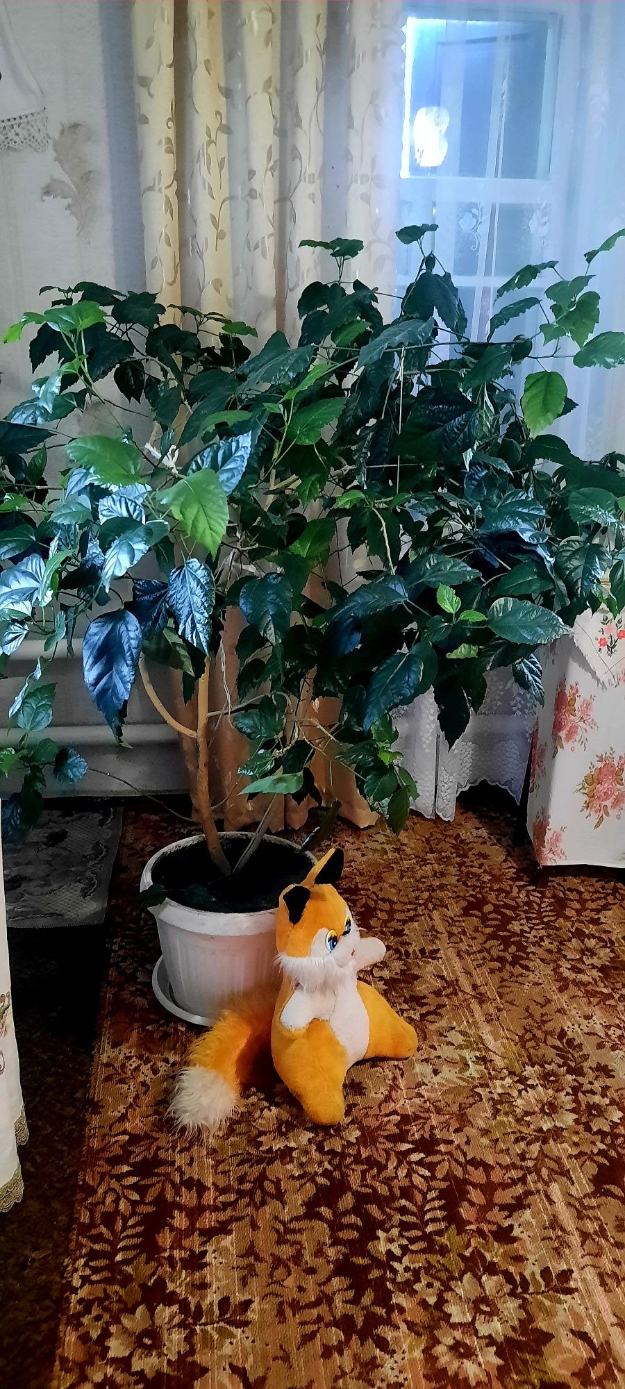 Китайська роза велика