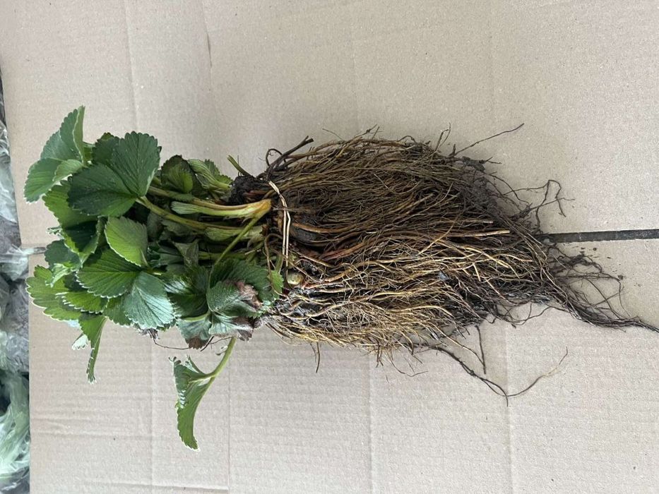 Лучшие сорта клубники и малины — низкие цены, доставка