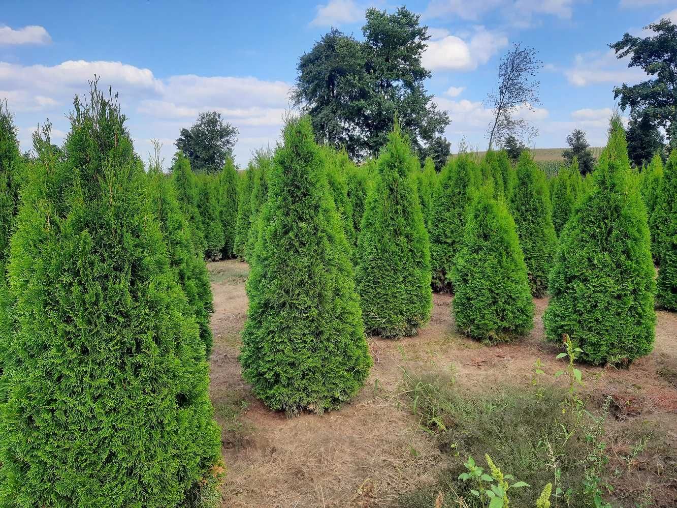 Thuja Smaragd 160,180,200,220 cm! Sadzimy! Tuja Szmaragd! Dowóz! Tuje!