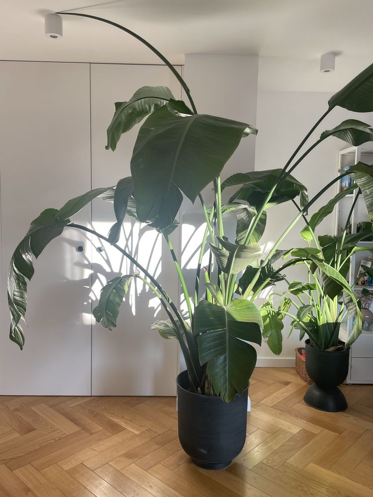 Strelicia Strelitzia Nicolai rajski ptak