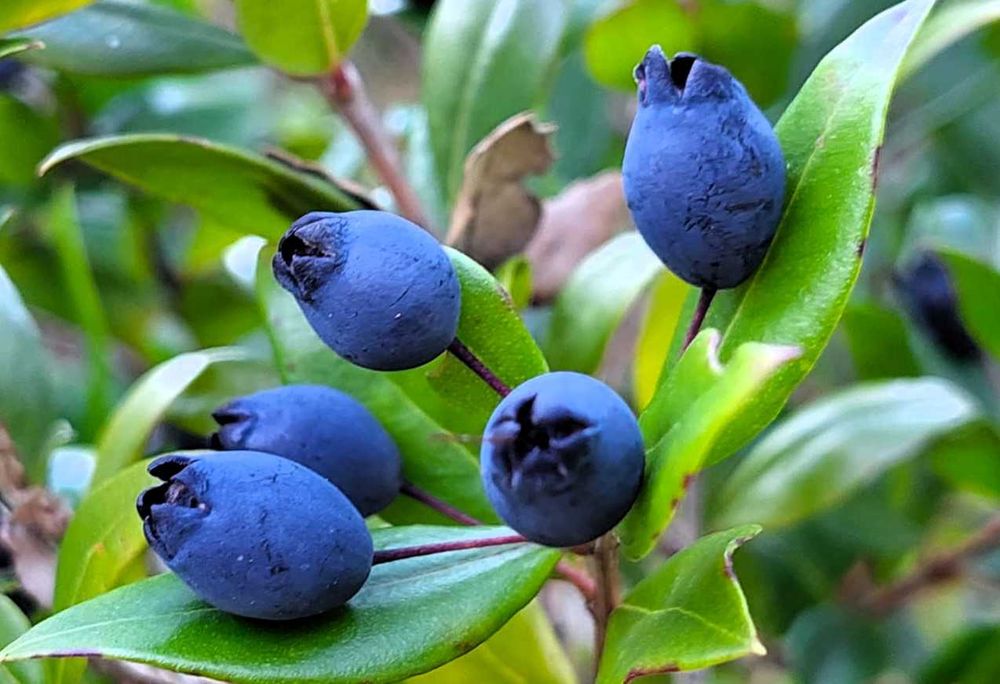 Murta - Myrtus communis