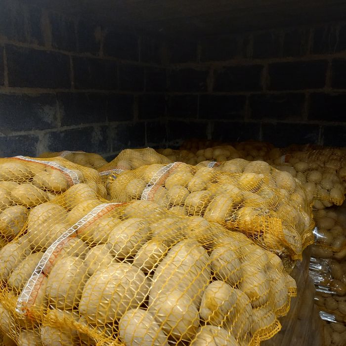 Ziemniaki jadalne Lilly