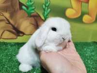 PIĘKNY Mini Lop BIAŁY  królik baranek miniaturka teddy