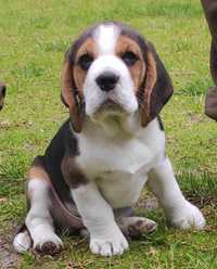 Piesek Beagle Tricolor