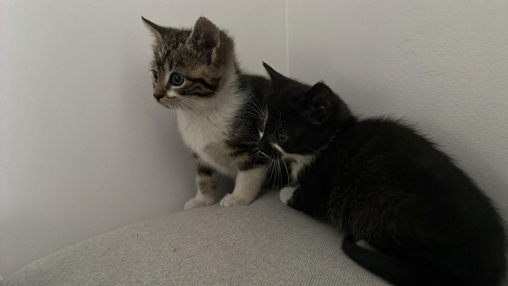 Kotki do PILNEJ adopcji