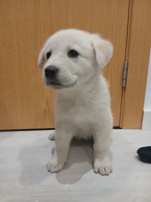 Menina para adoção responsável