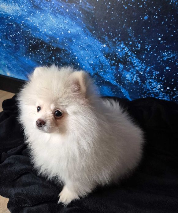 Pomeranian Seila – urocza suczka gotowa do zmiany domu