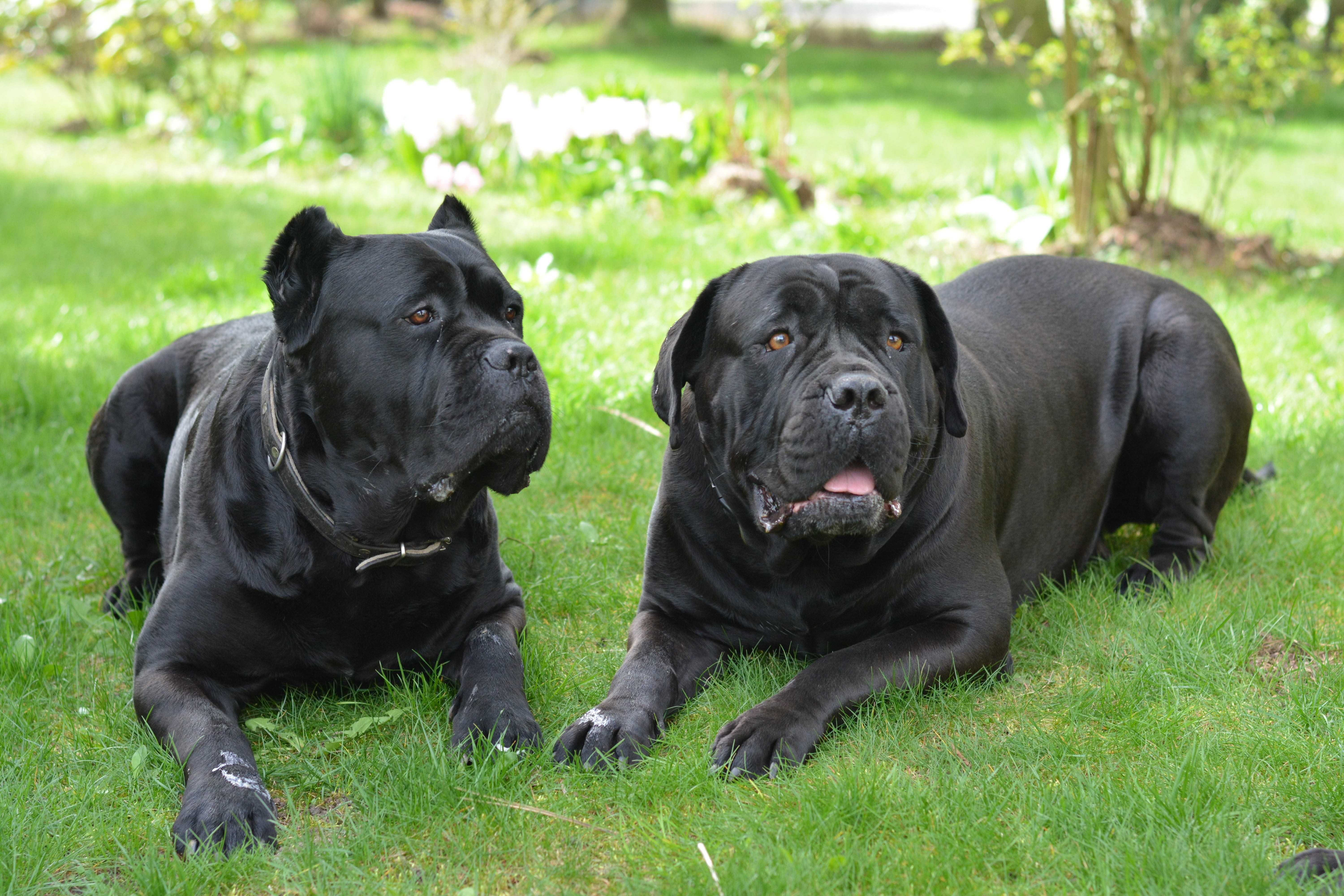 Cane Corso Italiano FCI - suczka