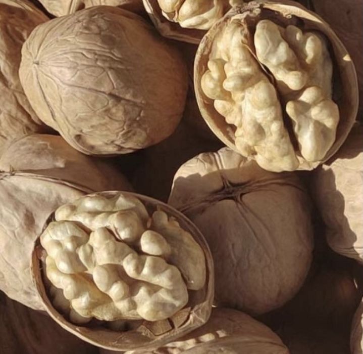 Продам Саженцы Грецкого ОРЕХА Привитого и черенки ГОЛАНДИЯ