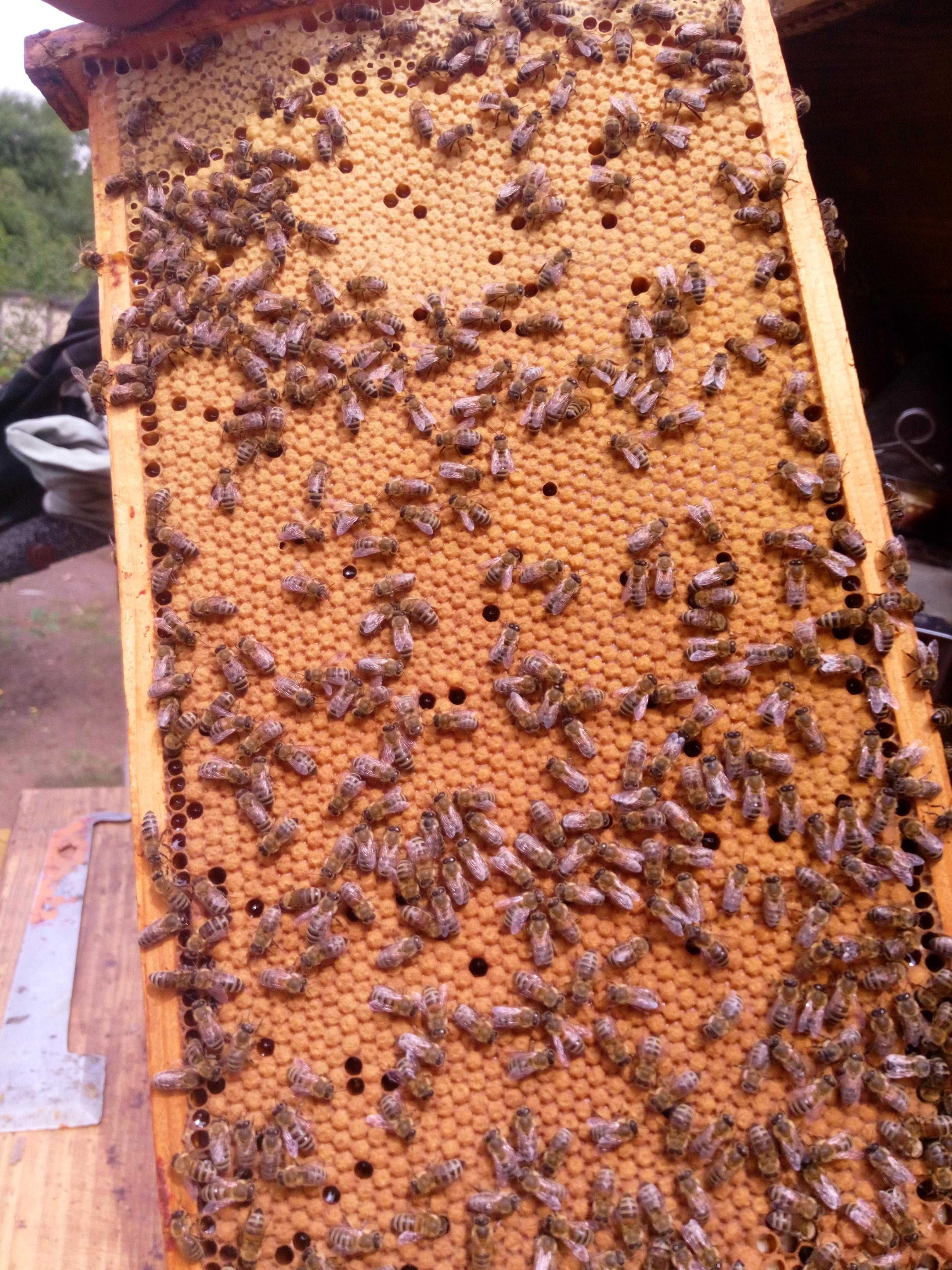 Odkłady pszczele, rodziny pszczele