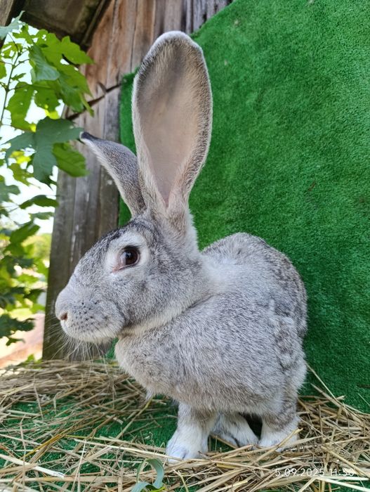 Królik samica olbrzym belgijski szynszylowy