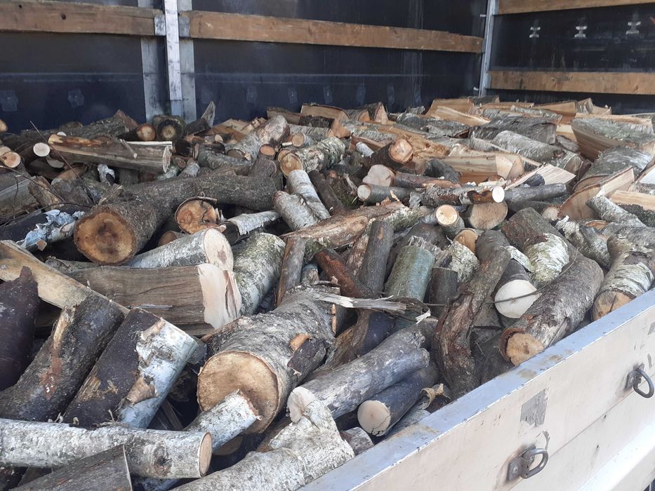 Gałęziówka dab brzoza akacja buk