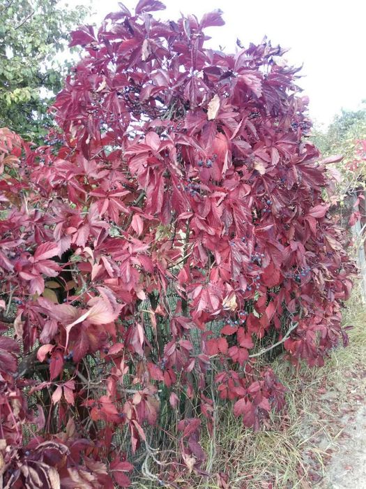 Саджанці Сливи/Чернослив/Обліпиха/Калина/Фундук/Туя/Горіх Грецький