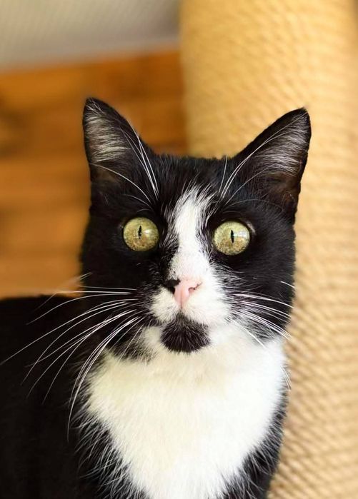 Kot Rafiki czeka na dom w schronisku