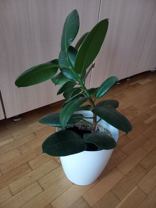 Продам фикус комнатное растение