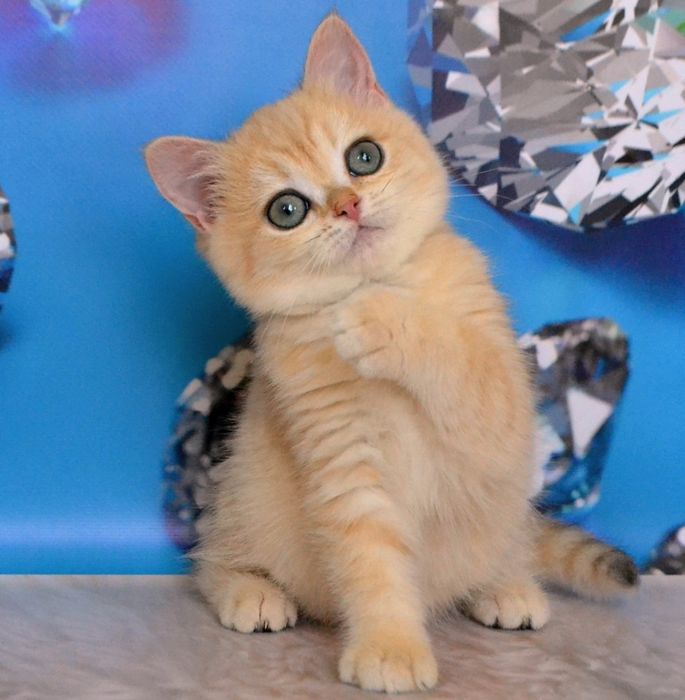 Котята золотые шиншиллы ny 11