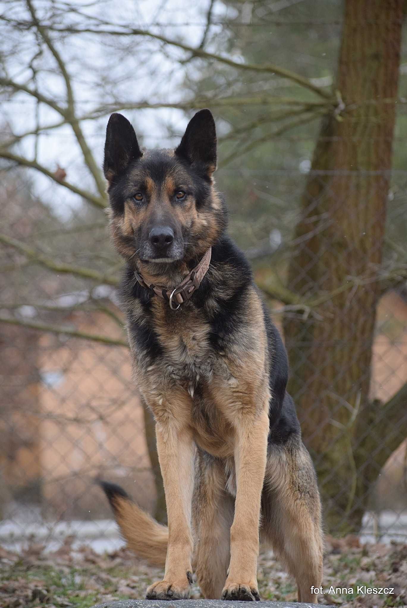Astor 4-5 lat owczarek niemiecki gotowy do adopcji
