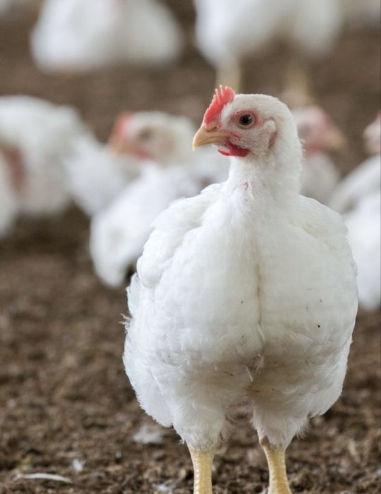 Бройлер живою вагою