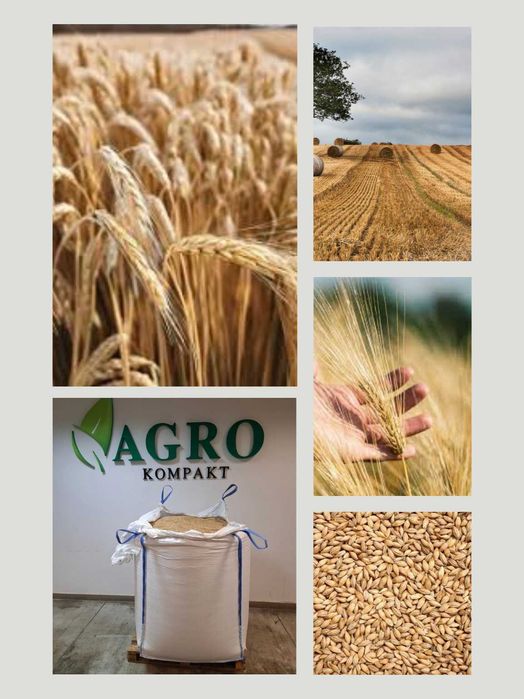 kukurydza mokra i sucha, zboża paszowe, melasa,  transport