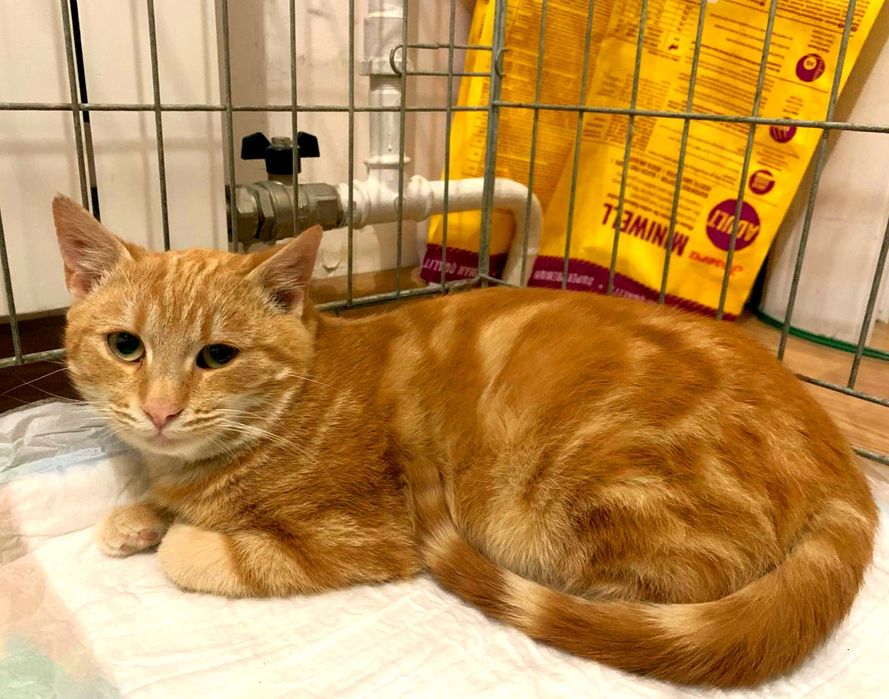 Котик мармуровий 6 місяців, кастрований