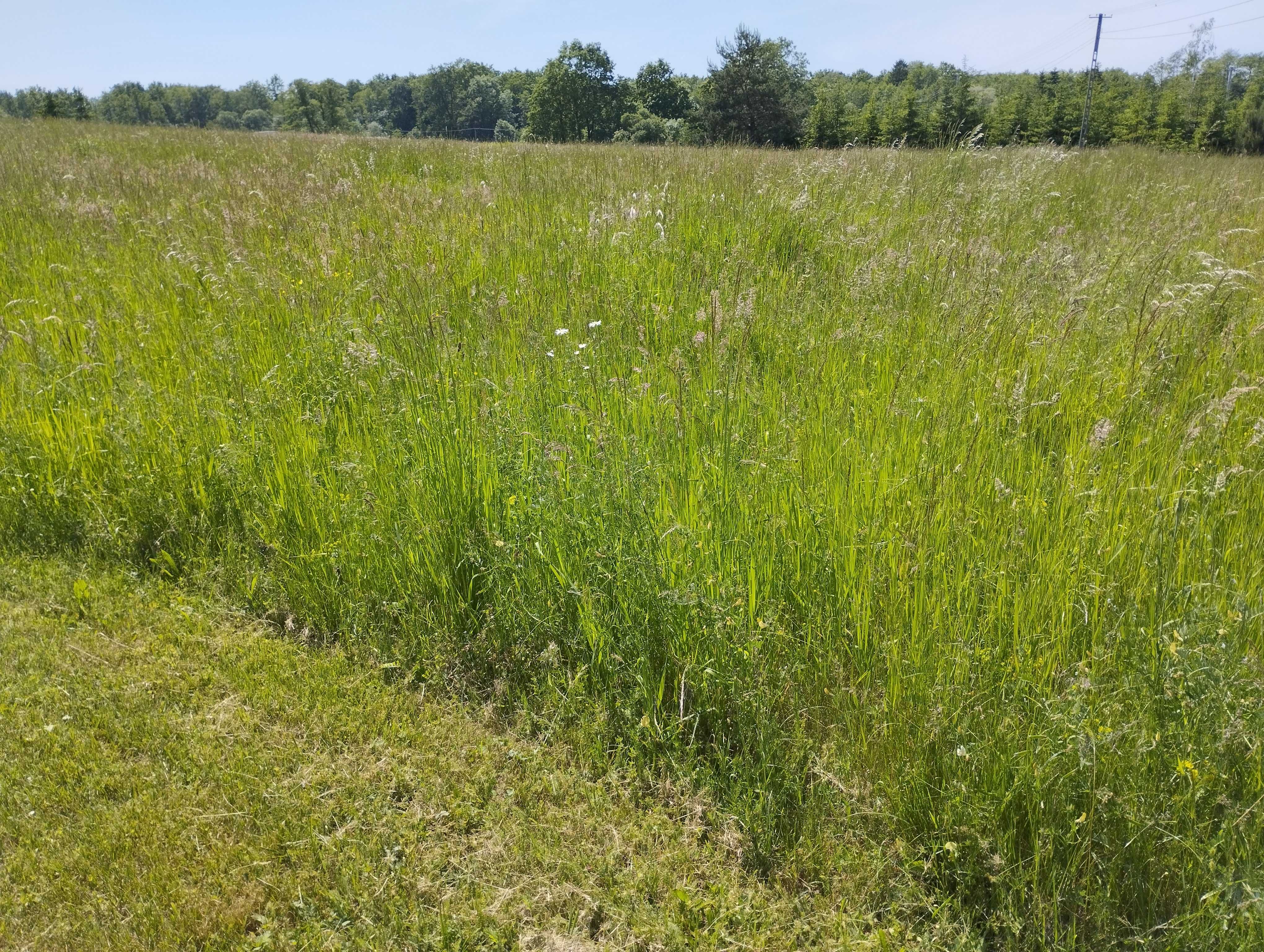 Oddam za darmo trawę w zamian za skoszenie około 0,8 ha