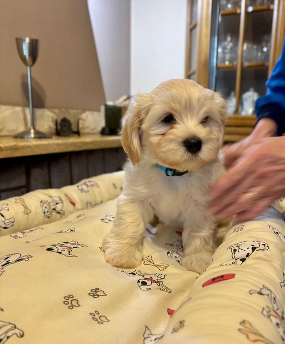 Hawańczyk szczenię z rodowodem ZKwP-wychowany w domu, otoczony troską