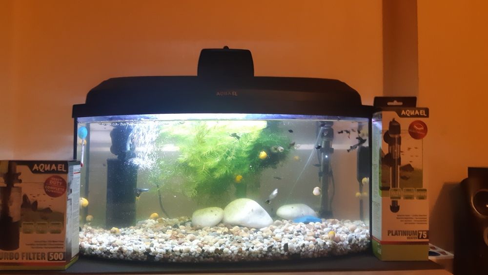 Sprzedam akwarium Aquael Clasik 60 owal z pokrywą i wyposażenie