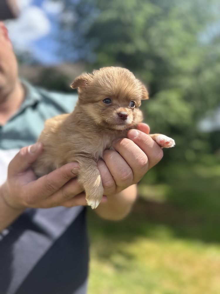Цуценя чіхуа чіхуа 2 місяці