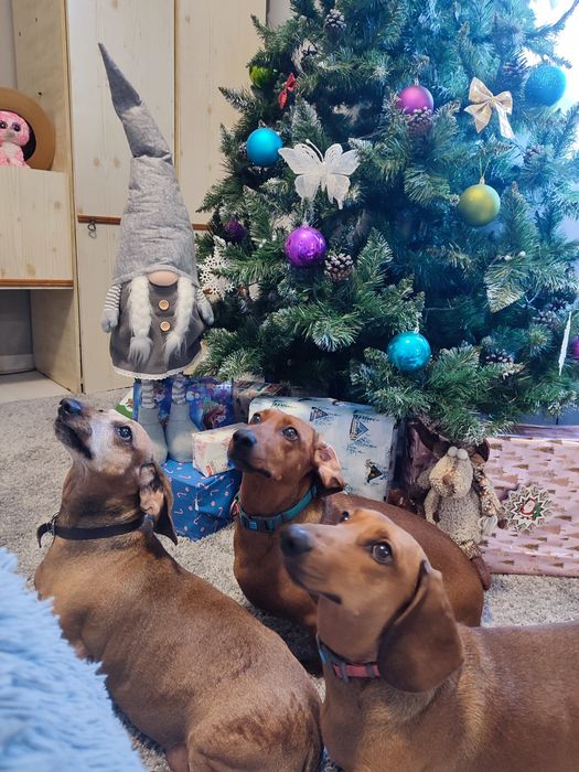 Перетримка  тварин.Любої породи