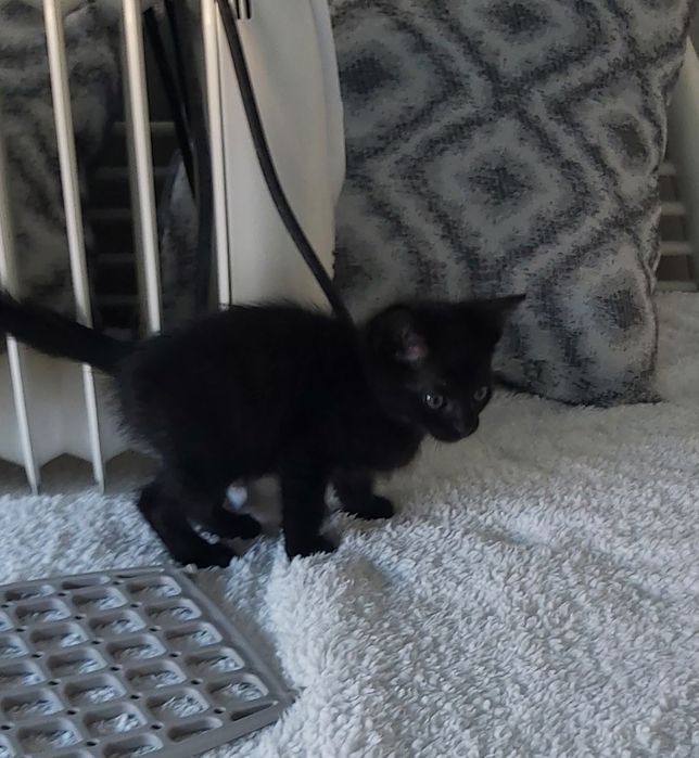 Gatinhos bebés para adoção