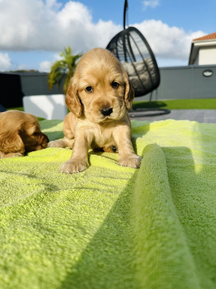 Cocker menino  lindo