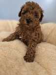 Pudel toy red pudelek sunia