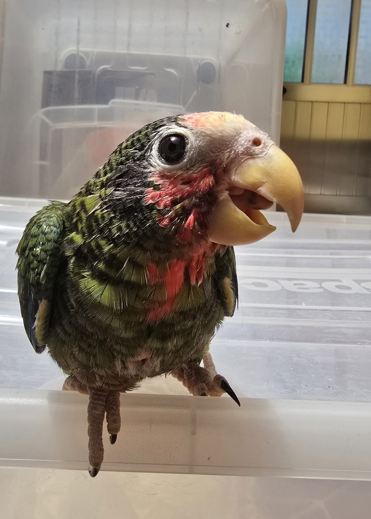 Amazona leucocephala (cubano)